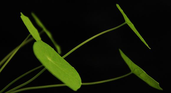 菩萨地持经（第九卷）