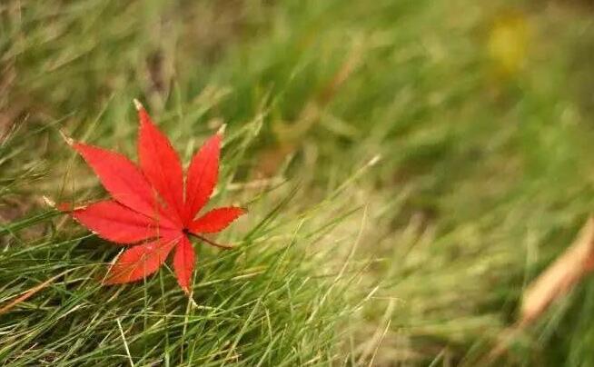 大乘方广曼殊室利菩萨华严本教赞阎曼德迦忿怒王真言大威德仪轨品全文