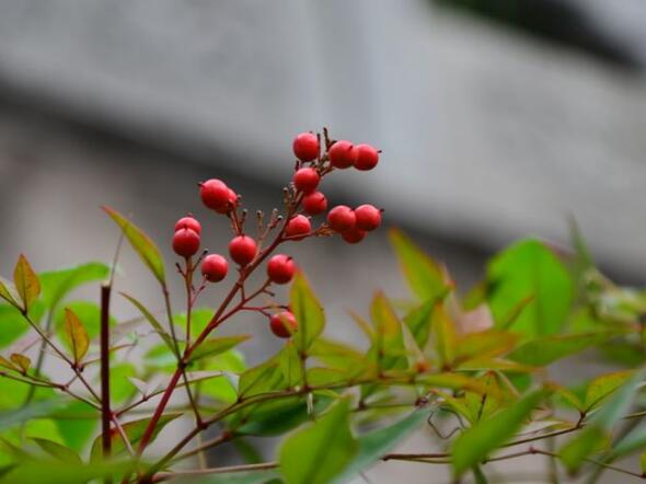 龙树菩萨劝诫王颂全文