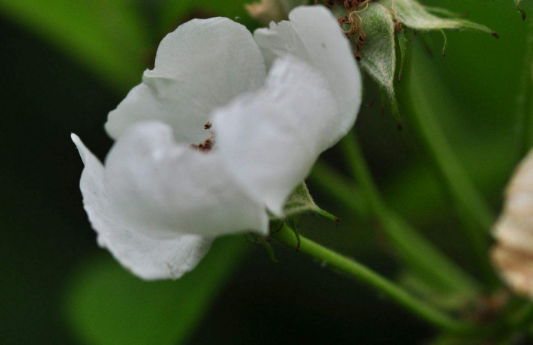 佛说解节经全文